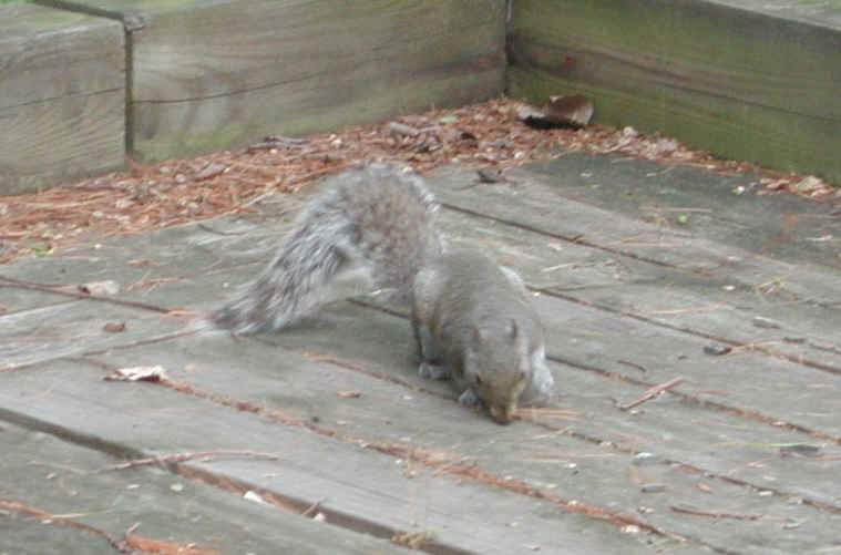 Eastern Gray Squirrel (Sciuridae carolinensis) - 09