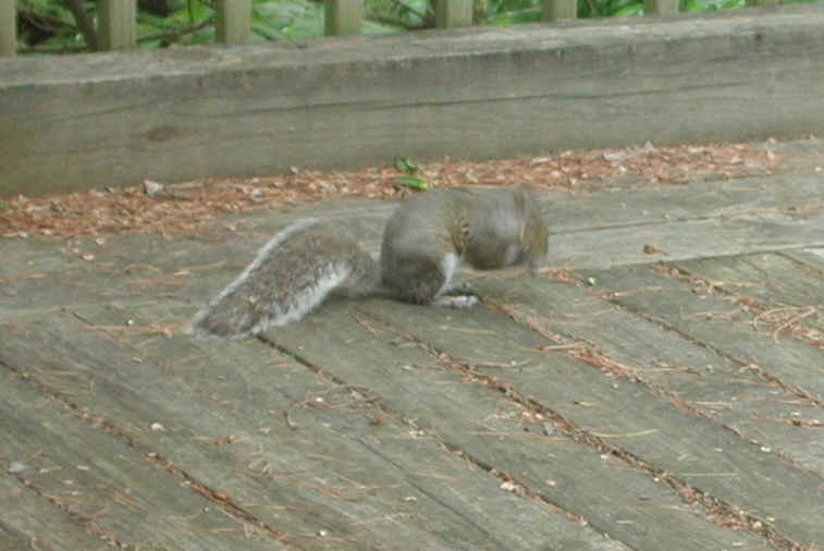 Eastern Gray Squirrel (Sciuridae carolinensis) - 10