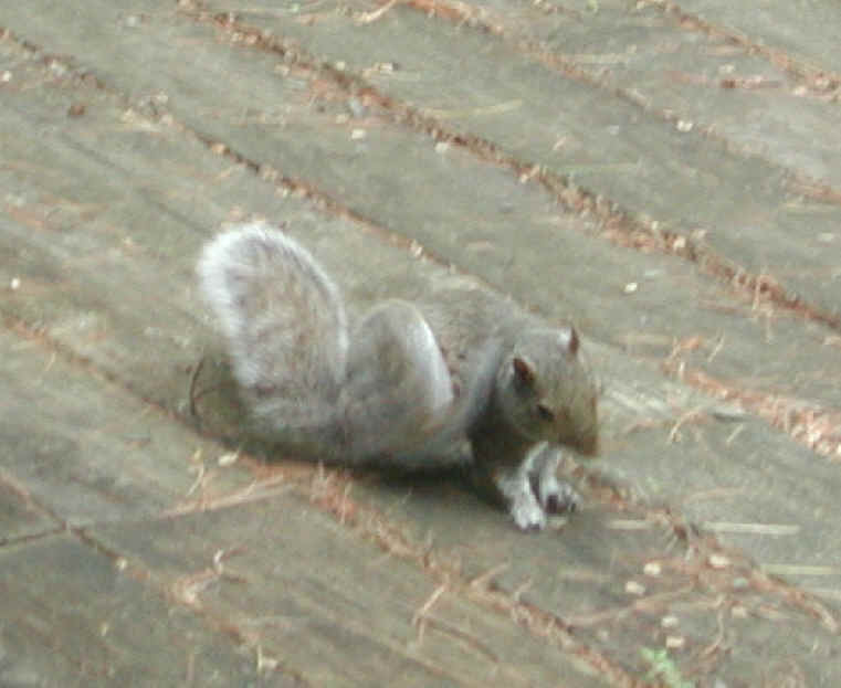 Eastern Gray Squirrel (Sciuridae carolinensis) - 14