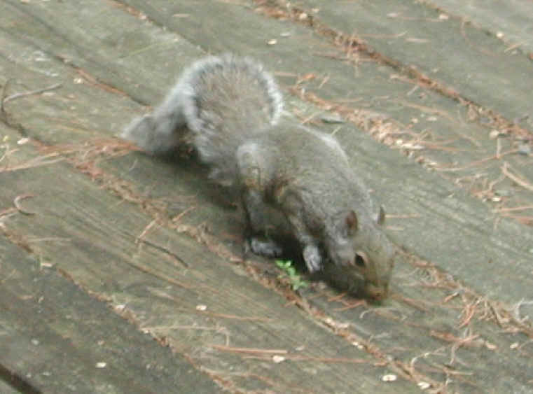 Eastern Gray Squirrel (Sciuridae carolinensis) - 15