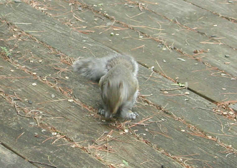 Eastern Gray Squirrel (Sciuridae carolinensis) - 17