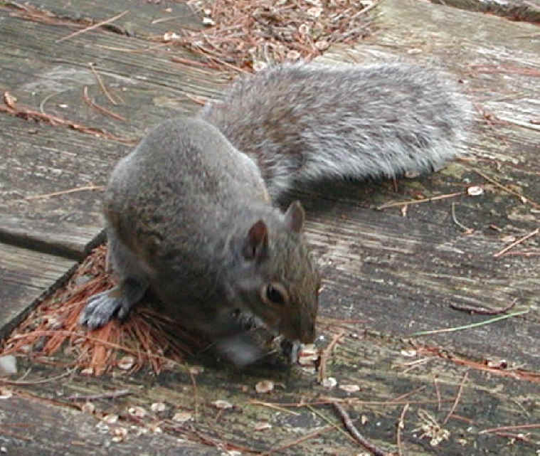Eastern Gray Squirrel (Sciuridae carolinensis) - 23