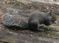 Eastern Gray Squirrel (Sciuridae carolinensis) - 24