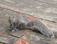 Eastern Gray Squirrel (Sciuridae carolinensis) - 25