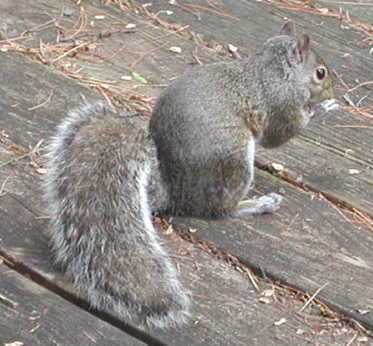 Eastern Gray Squirrel (Sciuridae carolinensis) - 27