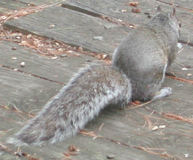 Eastern Gray Squirrel (Sciuridae carolinensis) - 30