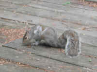 Eastern Gray Squirrel (Sciuridae carolinensis) - 31