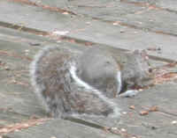 Eastern Gray Squirrel (Sciuridae carolinensis) - 32