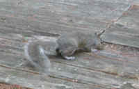 Eastern Gray Squirrel (Sciuridae carolinensis) - 36