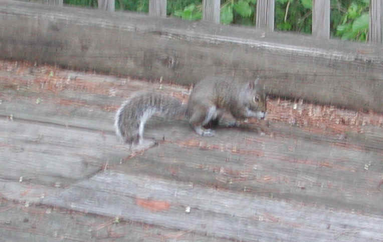 Eastern Gray Squirrel (Sciuridae carolinensis) - 39