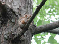 Red Squirrel, American (Tamiasciurus hudsonicus) - 02