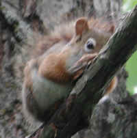 Red Squirrel, American (Tamiasciurus hudsonicus) - 03