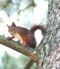 Red Squirrel (Sciurus vulgaris) - 05