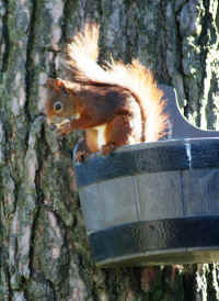 Red Squirrel (Sciurus vulgaris) -  08