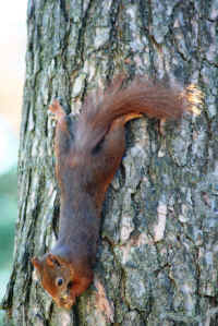Red Squirrel (Sciurus vulgaris) -  12