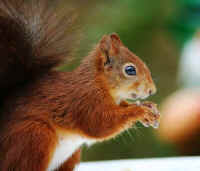 Red Squirrel (Sciurus vulgaris) -  13