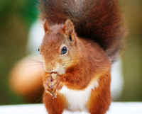 Red Squirrel (Sciurus vulgaris) -  14