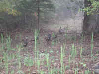Wild Turkey - 20051002-07
