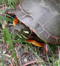 Painted Turtle (Chrysemys picta) - 02