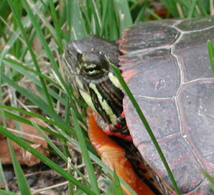 Painted Turtle (Chrysemys picta) - 04