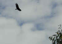Turkey Vulture or Buzzard (Cathartes aura) - 03