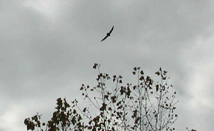 Turkey Vulture or Buzzard (Cathartes aura) - 04