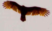 Turkey Vulture or Buzzard