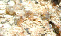 bid-8aug02-lichen-02.html