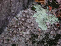 Crabtree Falls - 3 Nov 2005 - 042