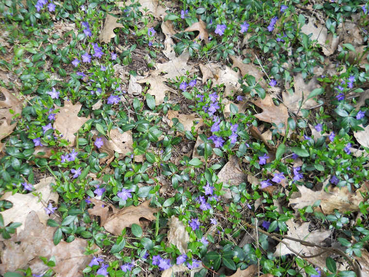 Four Mile Point Preserve - 22 April 2011 - 04