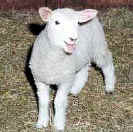 Lamb Left