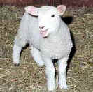 Lamb Right