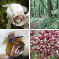 nature photos