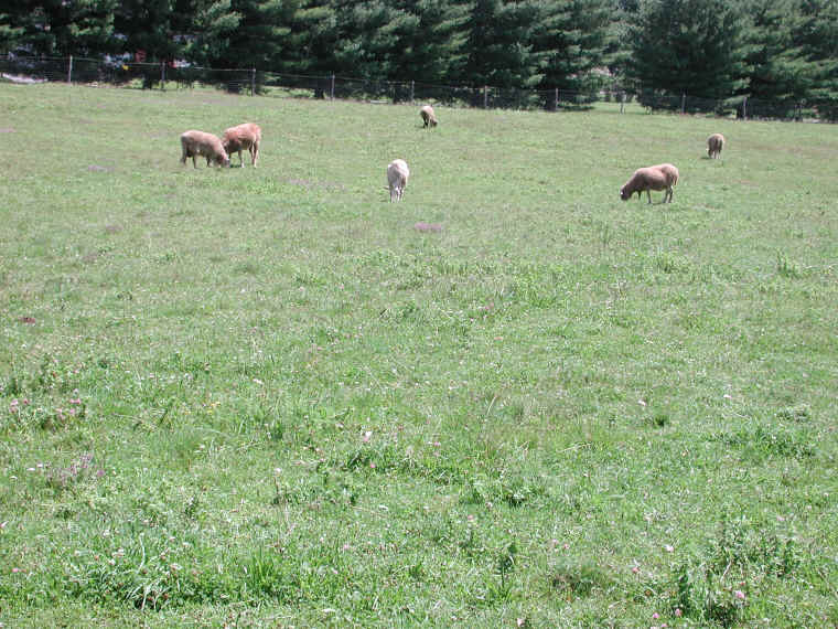 Woodstock Farm Animal Sanctuary - 3 August 2009 - 15