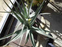 Growing Aloe Indoors - 02
