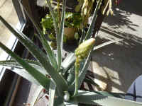 Growing Aloe Indoors - 04