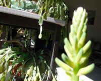 Growing Aloe Indoors - 06
