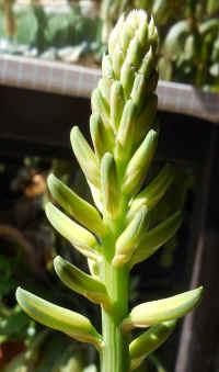 Growing Aloe Indoors - 08