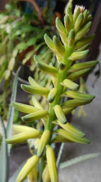 Growing Aloe Indoors - 09