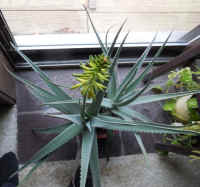 Growing Aloe Indoors - 11