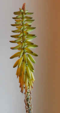 Growing Aloe Indoors - 12