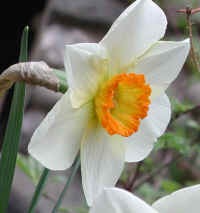 Daffodil - Flower - 07a
