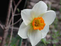 Daffodil - Flower - 08