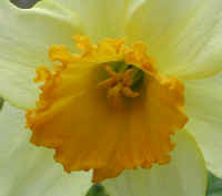 Daffodil - Flower - 10a