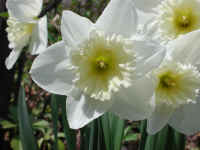 Daffodil - Flower - 11