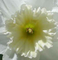 Daffodil - Flower - 11a