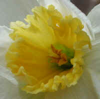 daffodil-flower2