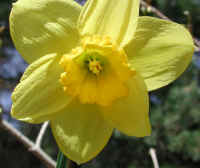 daffodil-flower3
