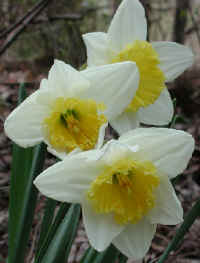 daffodil-flower4