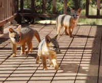 Our Neighbors The Foxes - Grey or Gray Fox (Urcyon cinereoargenteus) - 36